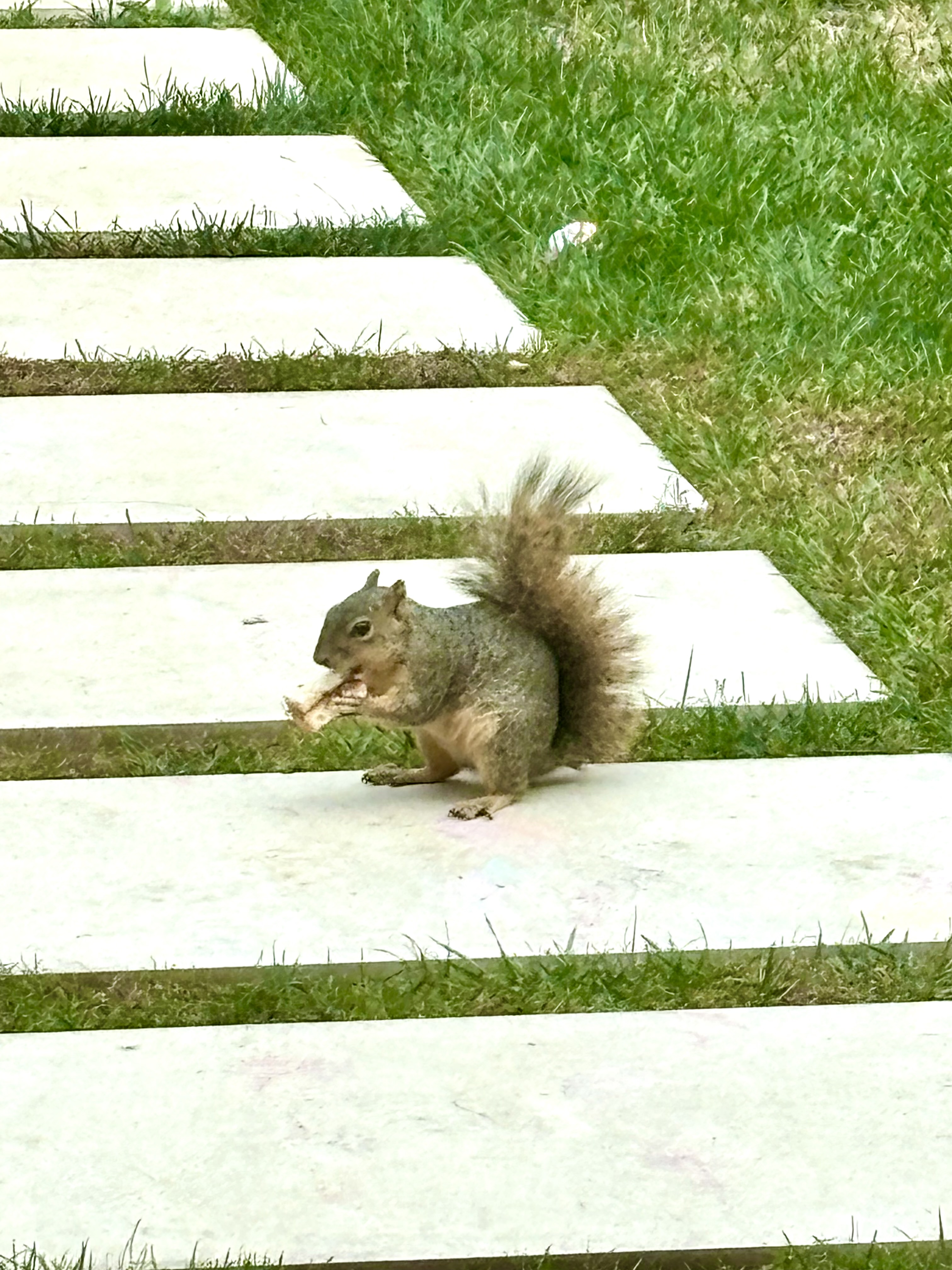 Herman eating a peanut butter and jelly sandwich