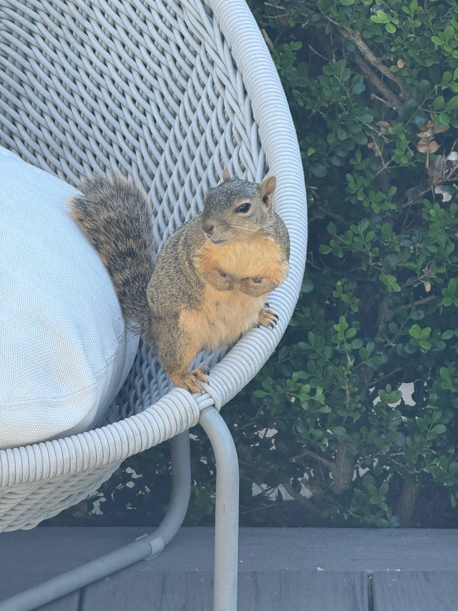 Herman sitting in a hanging chair