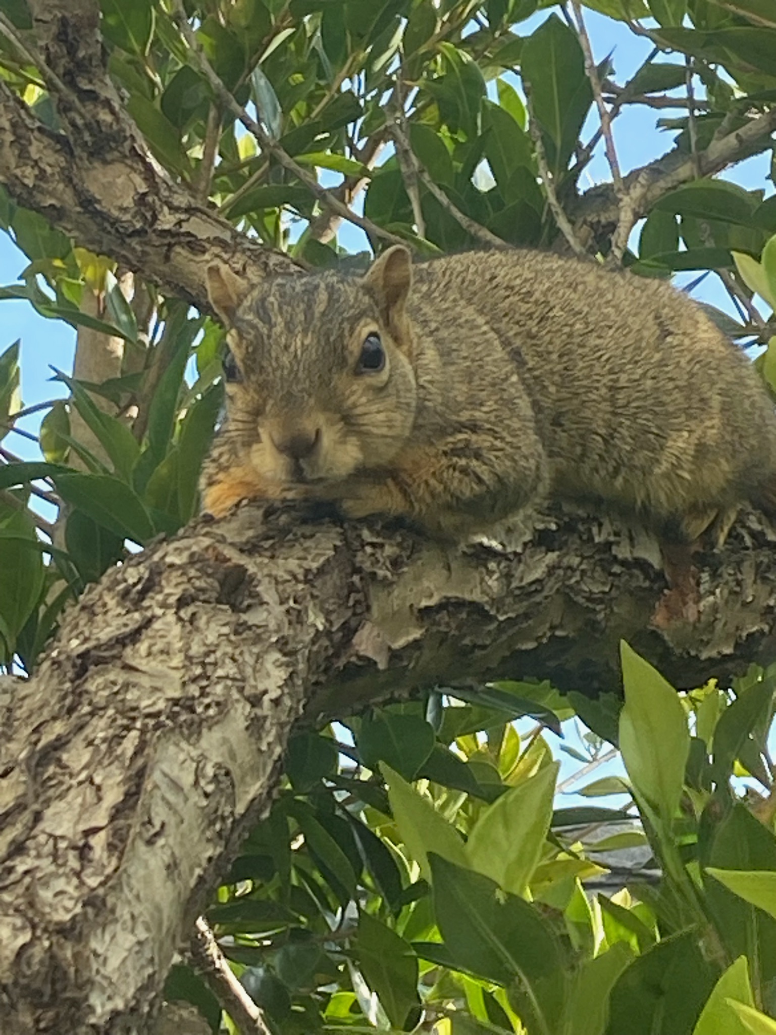 Herman relaxing on a tree branch